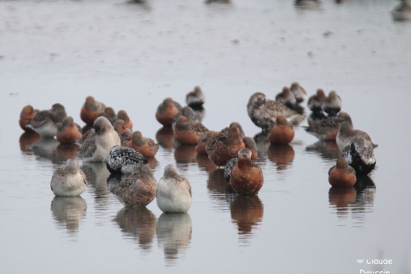 Red Knot