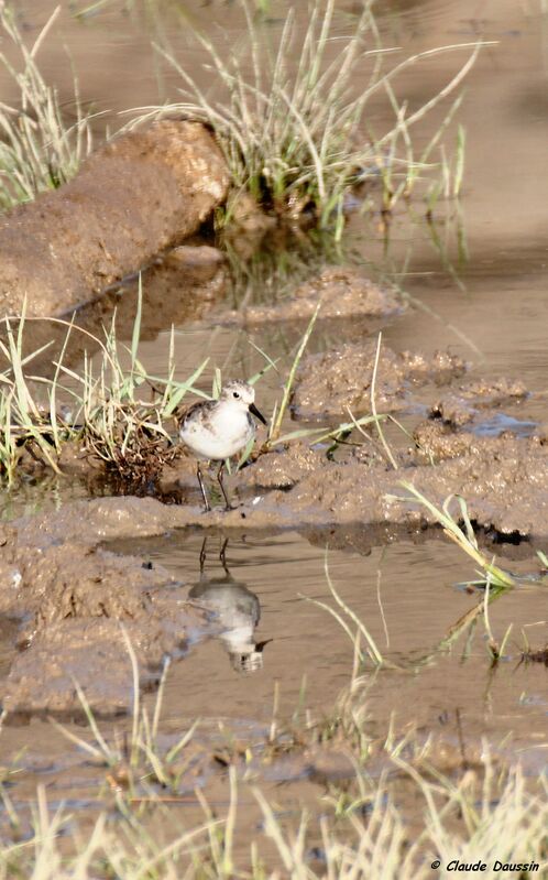 Little Stint