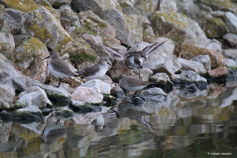 Bécasseau variable