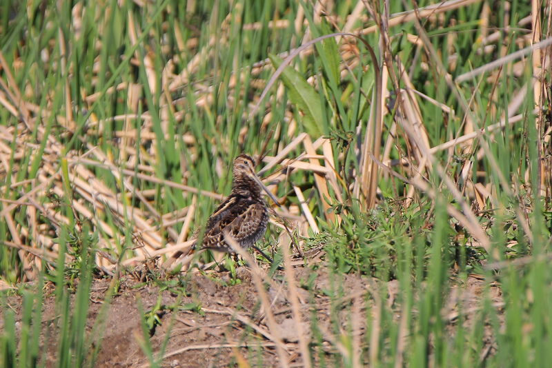 Common Snipe