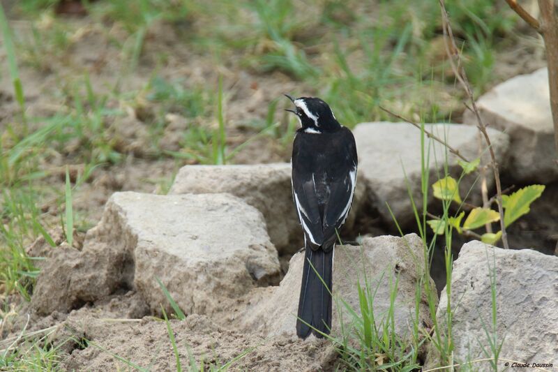 African Pied Wagtail