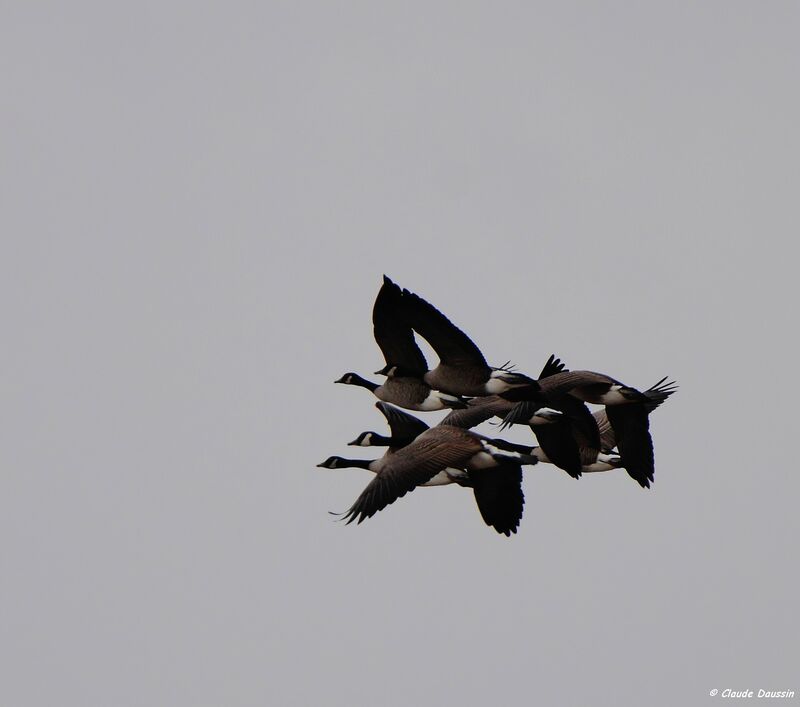 Canada Goose