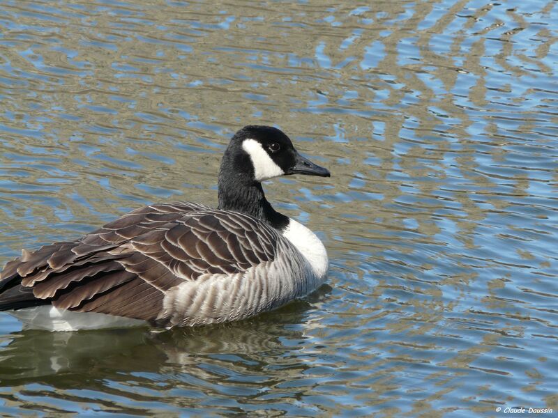 Canada Goose