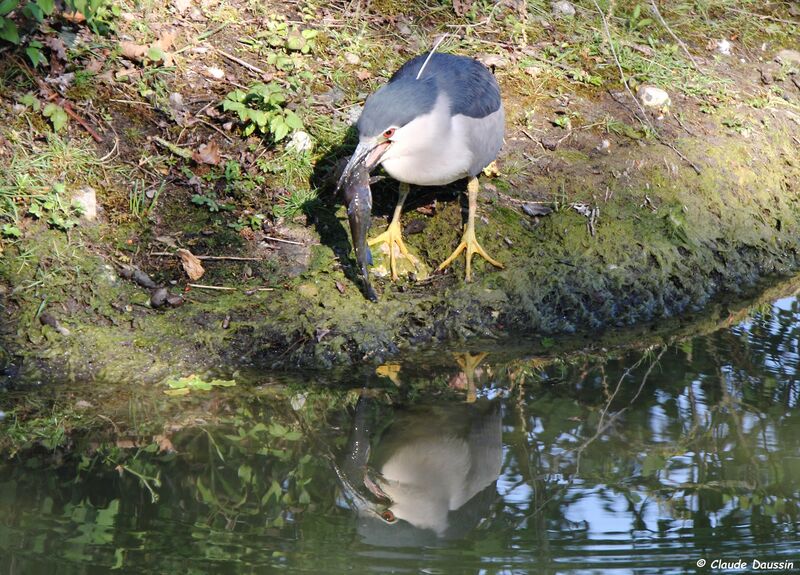 Black-crowned Night Heron