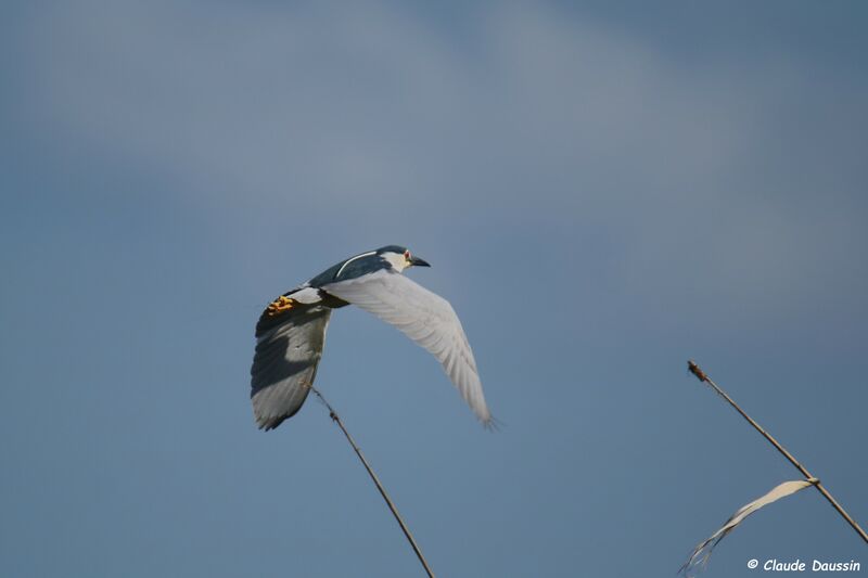 Black-crowned Night Heron