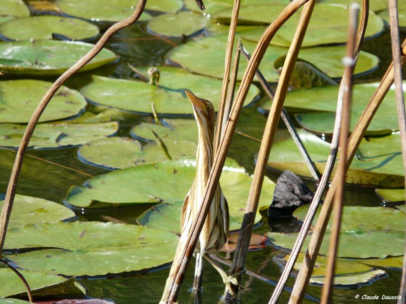 Little Bittern