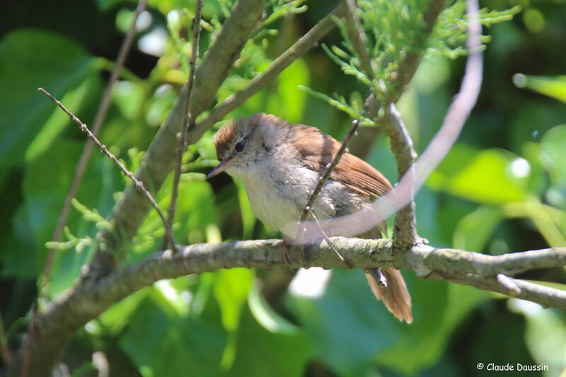 Bouscarle de Cetti