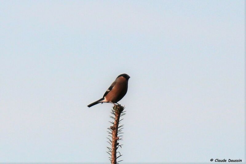 Eurasian Bullfinch female