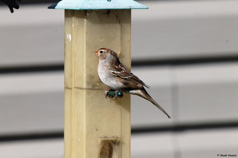 Bruant à couronne blanche