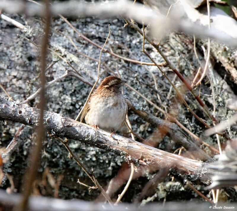 White-throated Sparrow