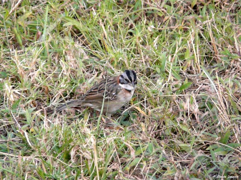 Rufous-collared Sparrow