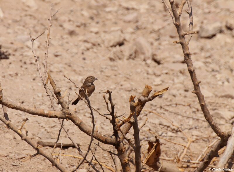 Bruant des rochers