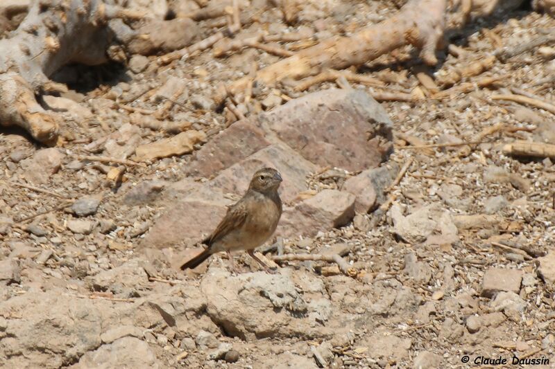 Bruant des rochers