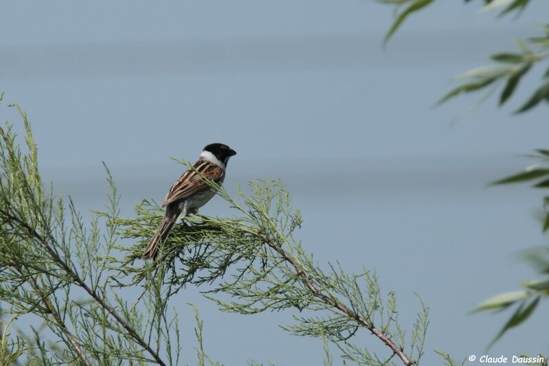 Common Reed Bunting