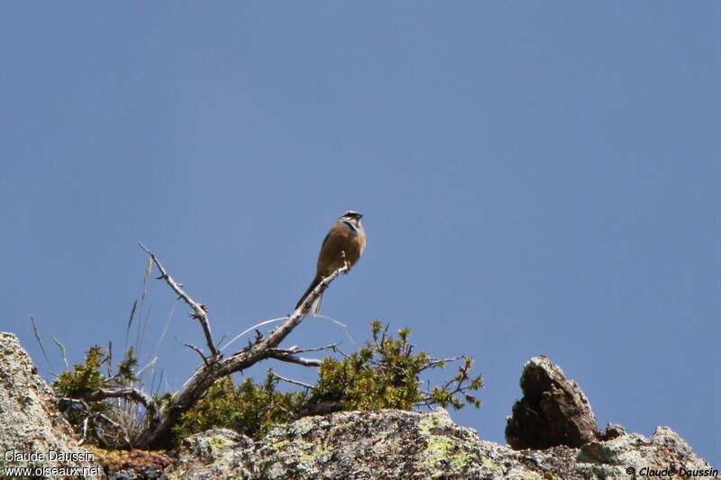 Rock Bunting male adult, habitat