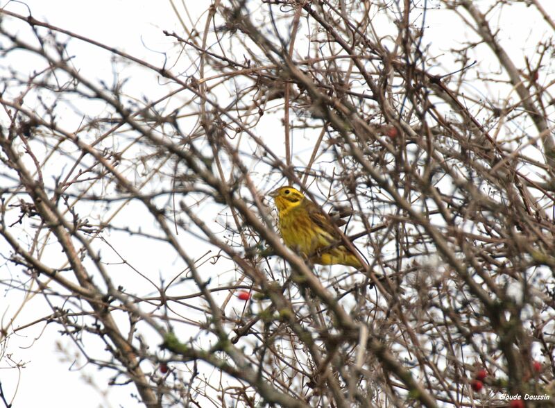 Bruant jaune