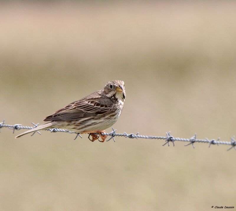 Corn Bunting