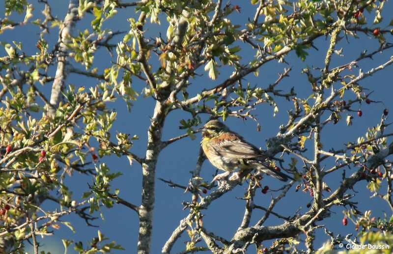 Cirl Bunting