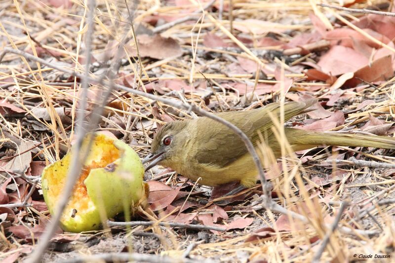 Yellow-bellied Greenbul