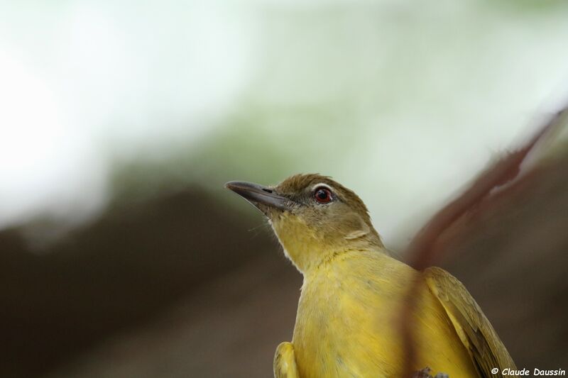 Yellow-bellied Greenbul