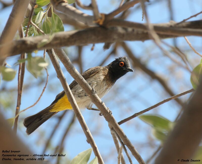 Bulbul brunoir