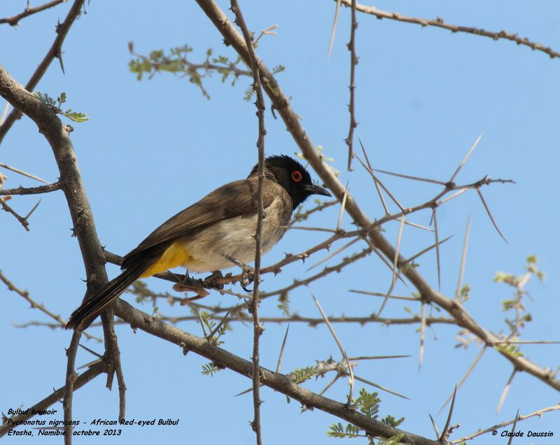 African Red-eyed Bulbul