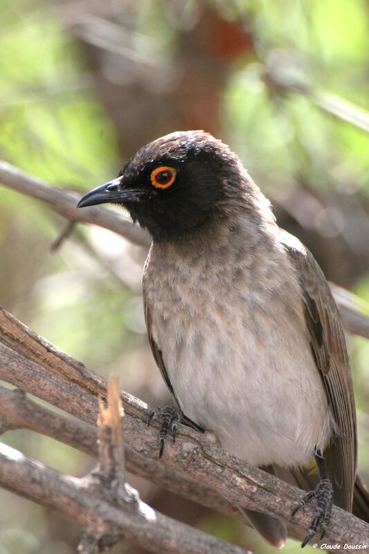 African Red-eyed Bulbul