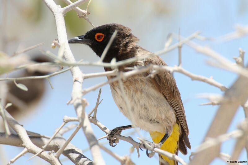 African Red-eyed Bulbul