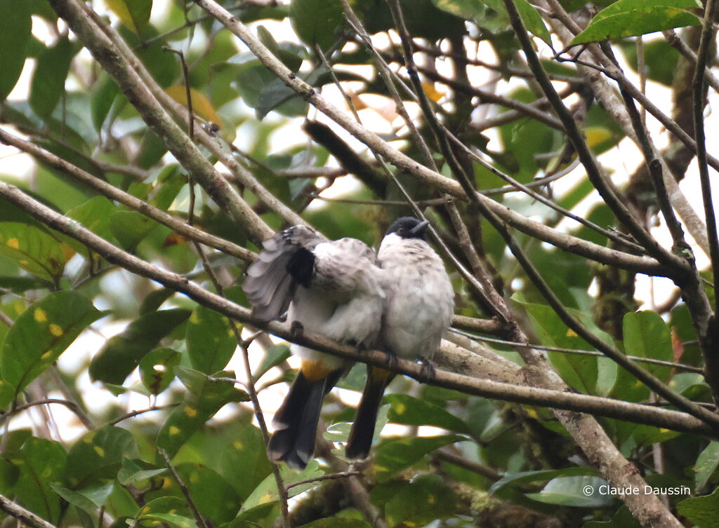 Sooty-headed Bulbuladult, care