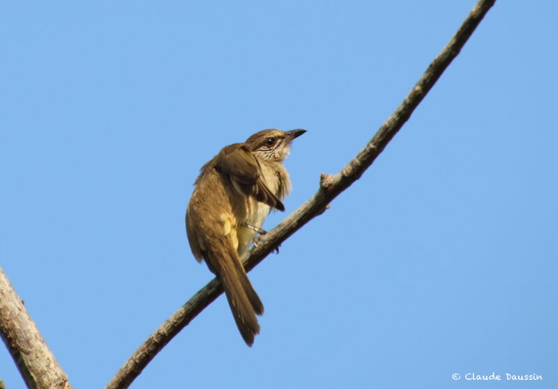 Bulbul de Conrad