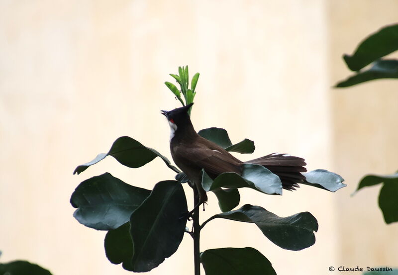 Red-whiskered Bulbul