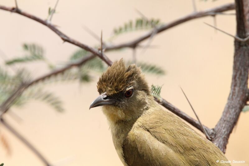 Dark-capped Bulbul