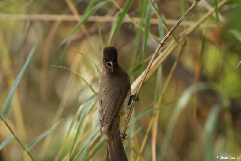 Dark-capped Bulbul