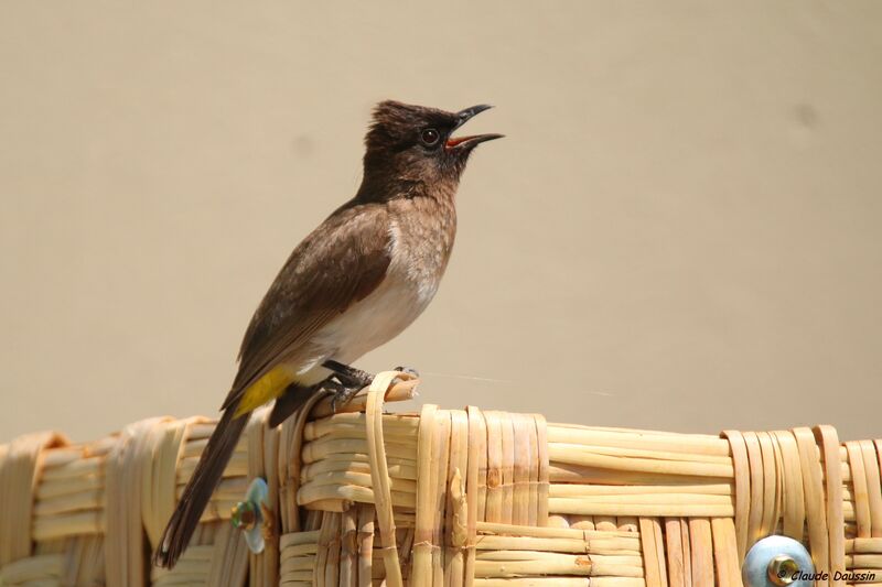 Bulbul tricolore