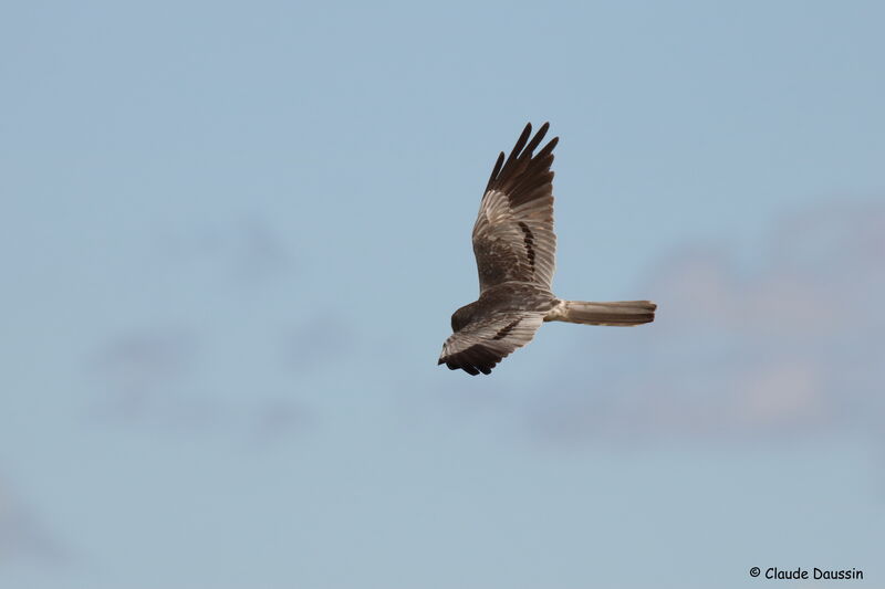 Montagu's Harrier