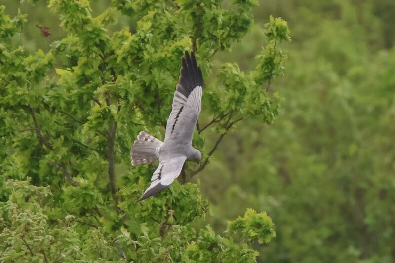 Montagu's Harrier male, Flight