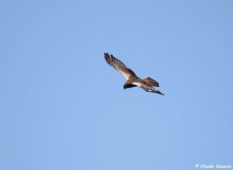 African Marsh Harrier