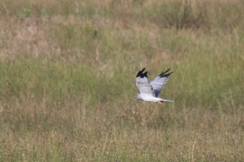 Hen Harrier