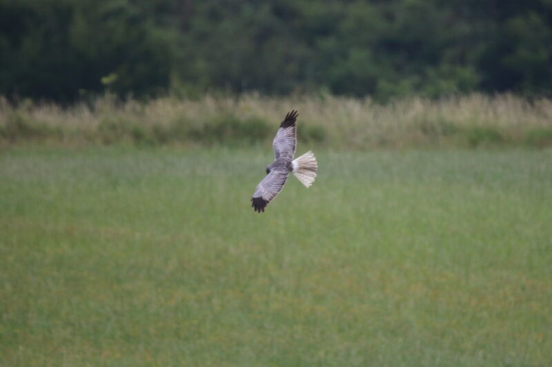 Hen Harrier male adult, fishing/hunting