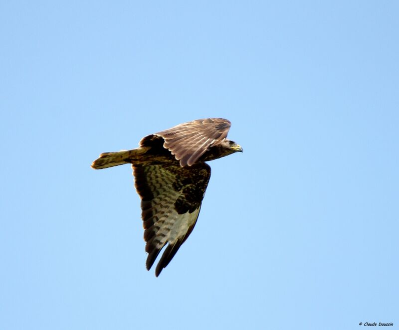 Buse variable