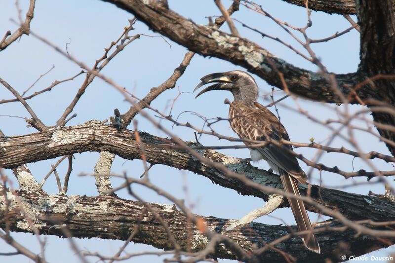 African Grey Hornbill