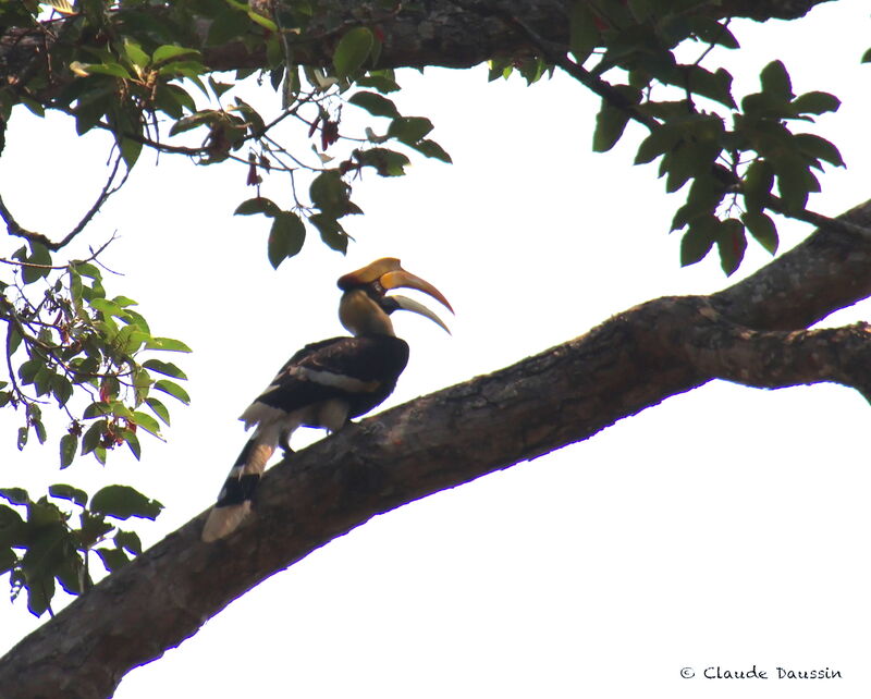 Great Hornbill