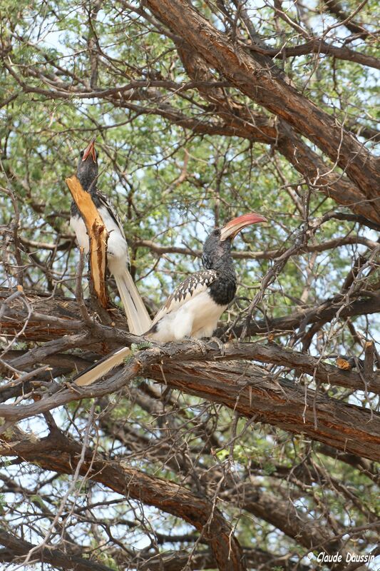 Monteiro's Hornbill