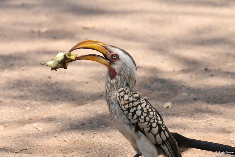 Southern Yellow-billed Hornbill