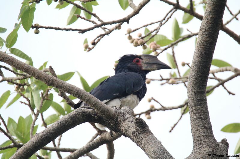 Trumpeter Hornbill