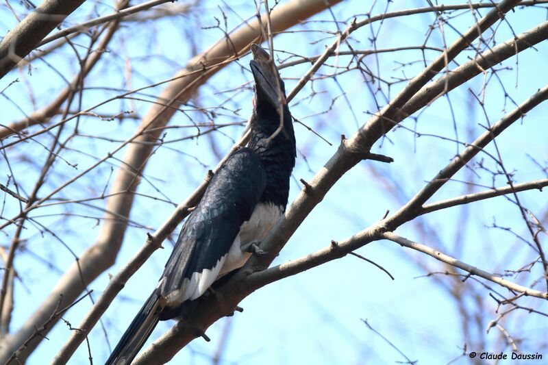 Trumpeter Hornbill