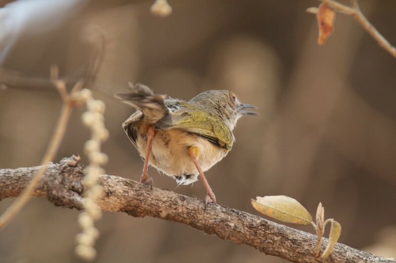 Grey-backed Camaroptera