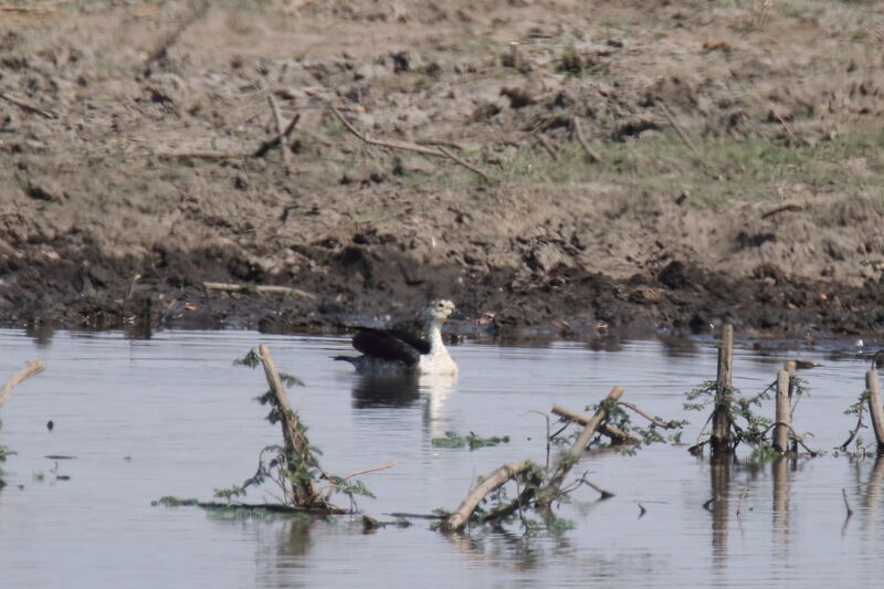 Knob-billed Duck female