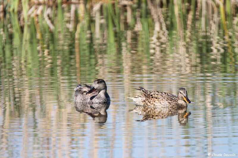 Canard chipeau