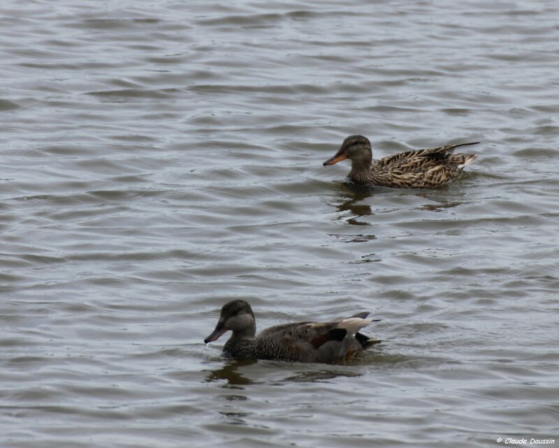 Gadwall